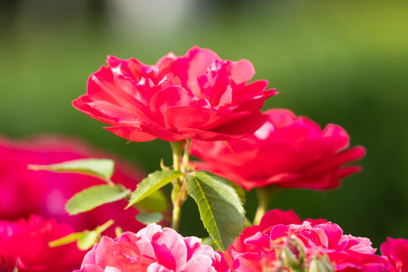 Captivating red roses elegantly showing their beauty within a flourishing, vibrant garden setting filled with lifeの写真素材