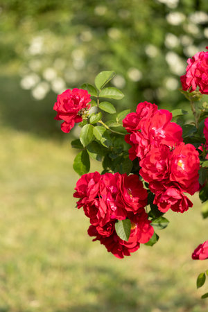 Captivating red roses elegantly showing their beauty within a flourishing, vibrant garden setting filled with lifeの写真素材