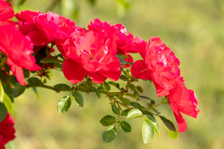 Captivating red roses elegantly showing their beauty within a flourishing, vibrant garden setting filled with lifeの写真素材