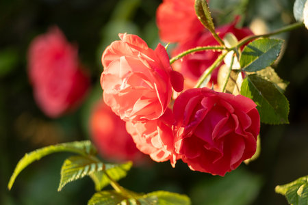 Captivating red roses elegantly showing their beauty within a flourishing, vibrant garden setting filled with lifeの写真素材
