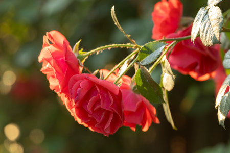 Captivating red roses elegantly showing their beauty within a flourishing, vibrant garden setting filled with lifeの写真素材