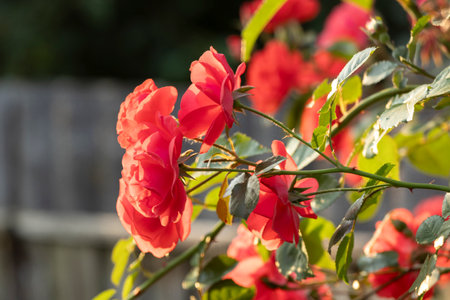 Captivating red roses elegantly showing their beauty within a flourishing, vibrant garden setting filled with lifeの写真素材