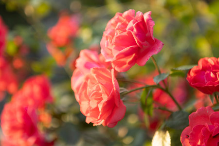 Captivating red roses elegantly showing their beauty within a flourishing, vibrant garden setting filled with lifeの写真素材