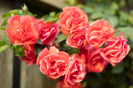 Captivating red roses elegantly showing their beauty within a flourishing, vibrant garden setting filled with lifeの写真素材