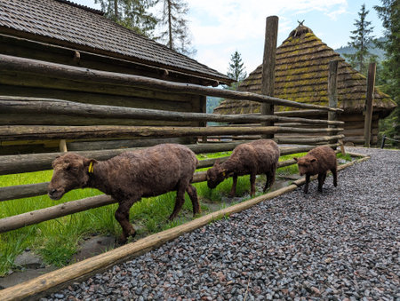 sheep stands near fence on farmの写真素材