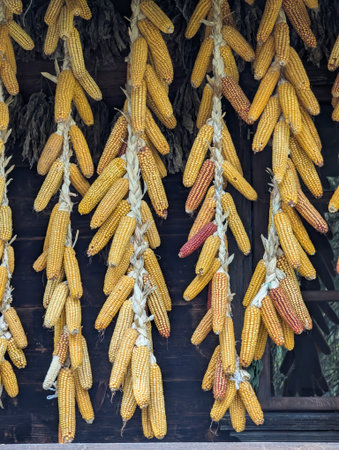 Dry corn cobs hang on a rope. Stocks of grain feed for poultry in the village.