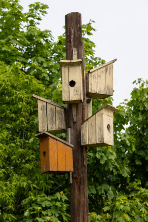 Vertical background with many colorful wooden birdhouses hanging in a park waiting for migratory birds to arrive in springの写真素材