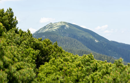 A beautiful natural landscape of Carpathian forested mountains in summer. Forest ecosystem, forested...