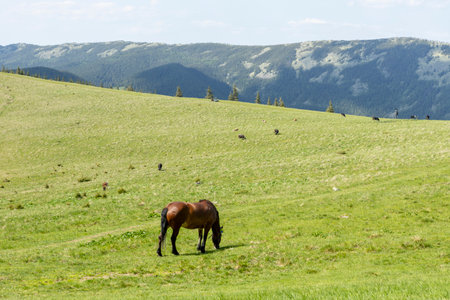 A brown horse grazes in a mountain meadow in summer.の写真素材