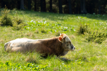cow on the meadow in a beautiful mountain landscape.の写真素材