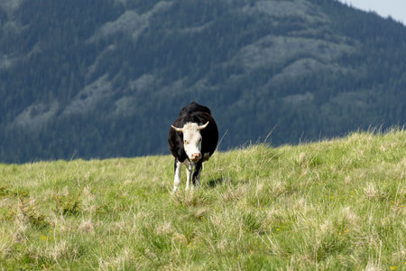 cow on the meadow in a beautiful mountain landscape.の写真素材