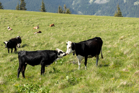 cows on the meadow in a beautiful mountain landscape.の写真素材