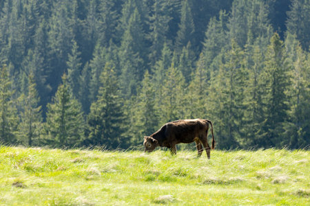 cow on the meadow in a beautiful mountain landscape.の写真素材