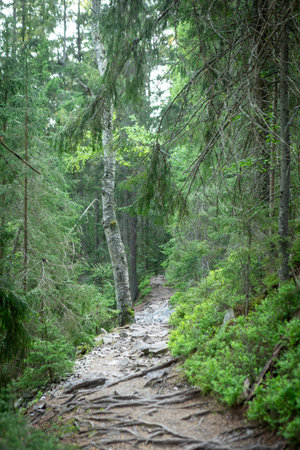 Beautiful morning mystic forest landscape with green mossy floor and lovely sunlight.