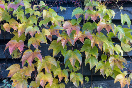 Autumn colorful leaves of the vineyard glow under soft sunlight, blending shades of red, gold, and...