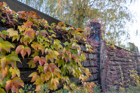 Autumn colorful leaves of the vineyard glow under soft sunlight, blending shades of red, gold, and green. The gentle breeze moves through the vines, filling the air with warmth, harmony, and quiet seasonal beauty.の写真素材