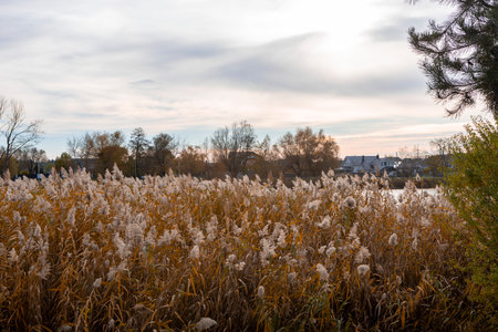 A view of golden reeds by the river in autumn, softly illuminated by warm sunlight reflecting on the...