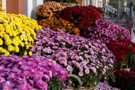 Multicolored chrysanthemums decorate the city streetの写真素材