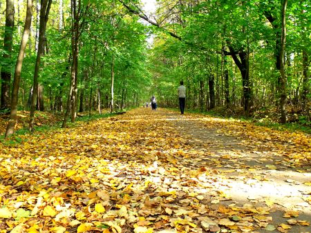The turned yellow leaves in the thrown park