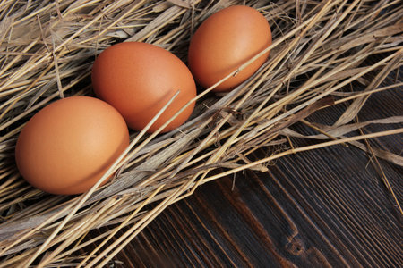 Eggs on the dry grassの写真素材