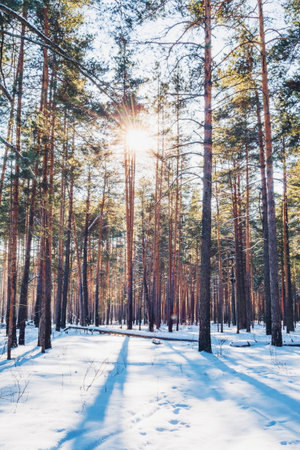 winter forest in the snowの写真素材