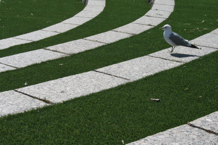 Seagull on the green grass in the parkの写真素材