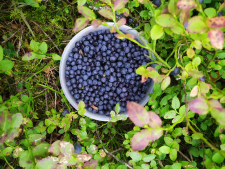 Blueberries in a bowl on the forest floor. Top view.の写真素材