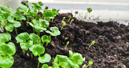Home garden, small green pomegranateの写真素材