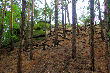 slender pine trees in the forest on a rocky hill covered with moss on a cloudy dayの写真素材