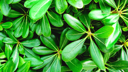 colorful background with exotic decorative leaves of Schéffleraの写真素材