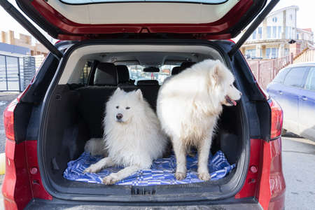 Two happy dogs in the car are waiting for journey. Beautiful Samoyed dog on the backseat. animal conceptの写真素材