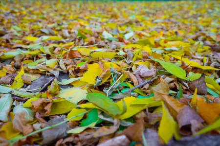 colorful leaves on the ground. autumn conceptの写真素材