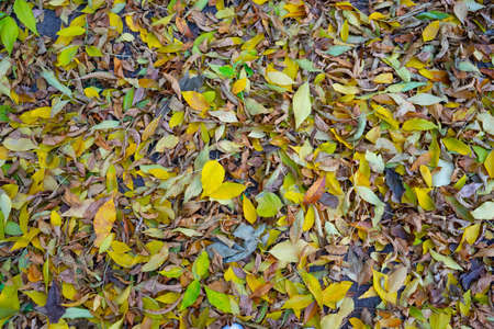 colorful leaves on the ground. autumn conceptの写真素材
