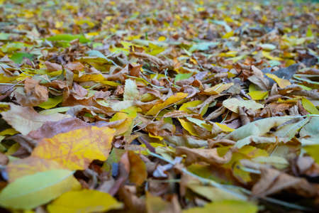 colorful leaves on the ground. autumn conceptの写真素材