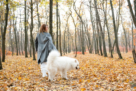 beautiful woman in a white dress walks in the autumn park with a white dog. redhead girl with samoyed dog in the yellow forest. a luxurious womanの写真素材