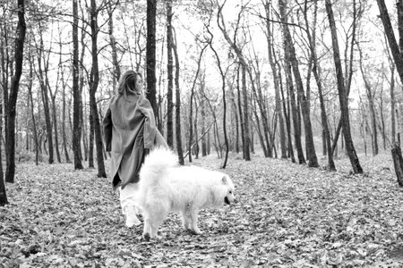 beautiful woman in a white dress walks in the autumn park with a white dog. redhead girl with samoyed dog in the yellow forest. a luxurious woman.の写真素材