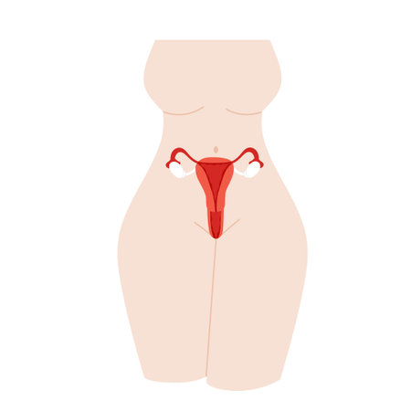 female reproductive organs. Organs location scheme uterus, cervix, ovary, fallopian tube. flat vector illustrationのイラスト素材