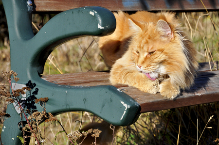 Ginger Main coon cat laying on the bench and licking his pawの写真素材