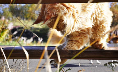 Ginger Main coon cat sitting on the bench and playing with the grass and wild flowersの写真素材