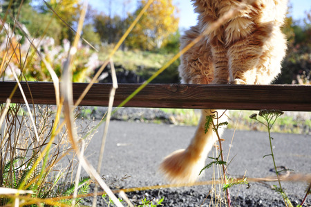 ginger cat sitting on the bench with his tail downの写真素材