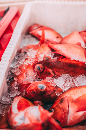 Iceandic fish in the boxes full of ice in the harbor in Icelandの写真素材