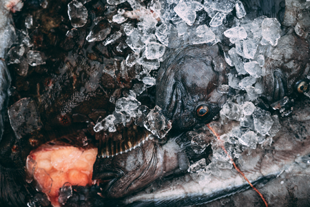 Iceandic fish in the boxes full of ice in the harbor in Icelandの写真素材