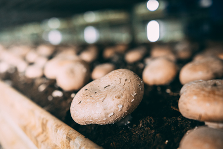 Mushrooms Portobello and champignons factoryの写真素材