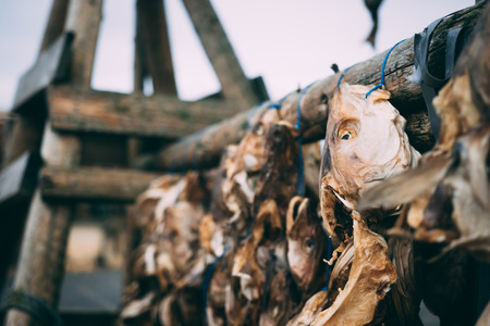 Dry fish heads and skeletons hanging outdoors on the wooden construction in Iceland