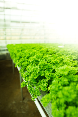 Green leaves Herbs in the green house in springの写真素材