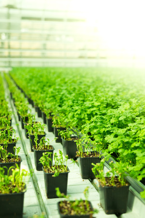 Green leaves Herbs in the green house in springの写真素材