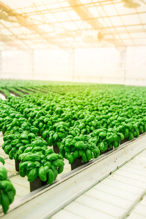 Green leaves Herbs in the green house in springの写真素材