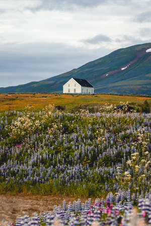 Empty house on the north of Iceland Husavik surrounded with beautiful purple flowers lupines, wild growing all around the island, mountains and cloudy grey sky on the backgroundの写真素材