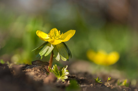 Winter aconite  Eranthis Hyemalis  flowers in the forest in springの写真素材