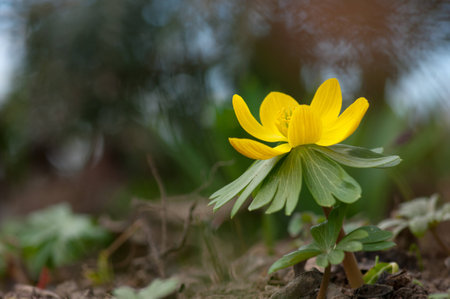 Winter aconite  Eranthis Hyemalis  flowers in the forest in springの写真素材